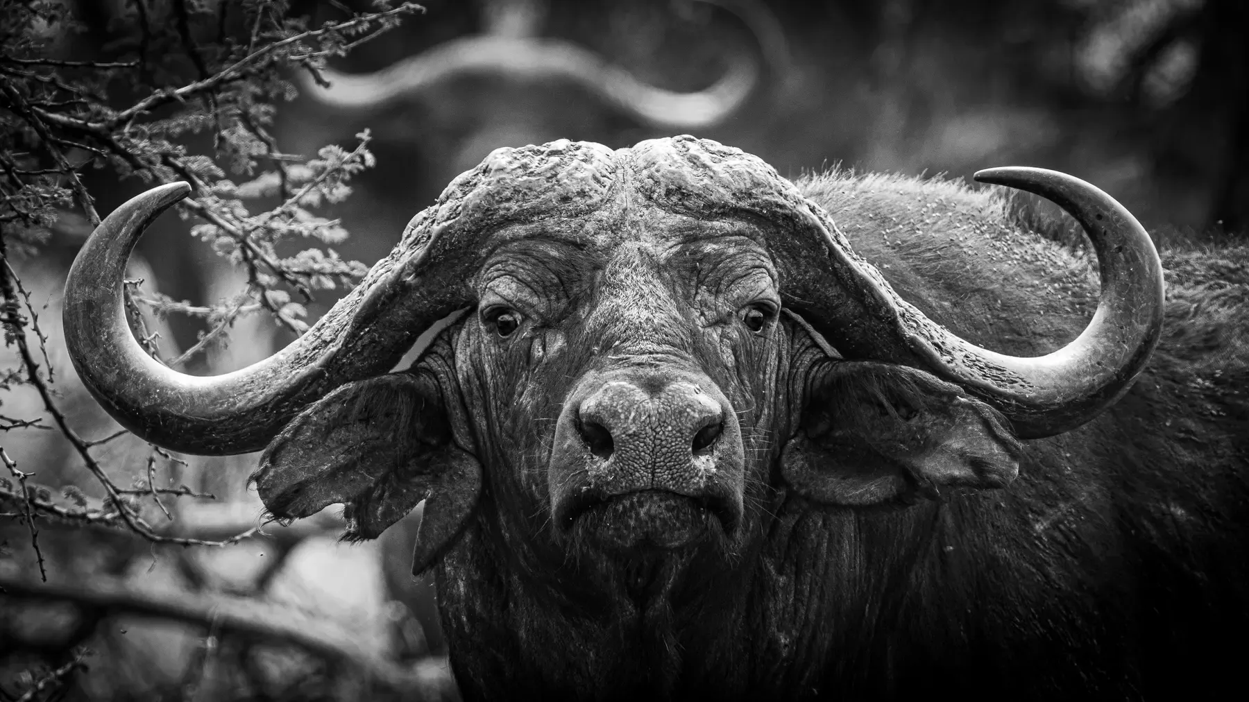 Close-up black and white portrait of a Cape buffalo with large horns in the Serengeti, Tanzania