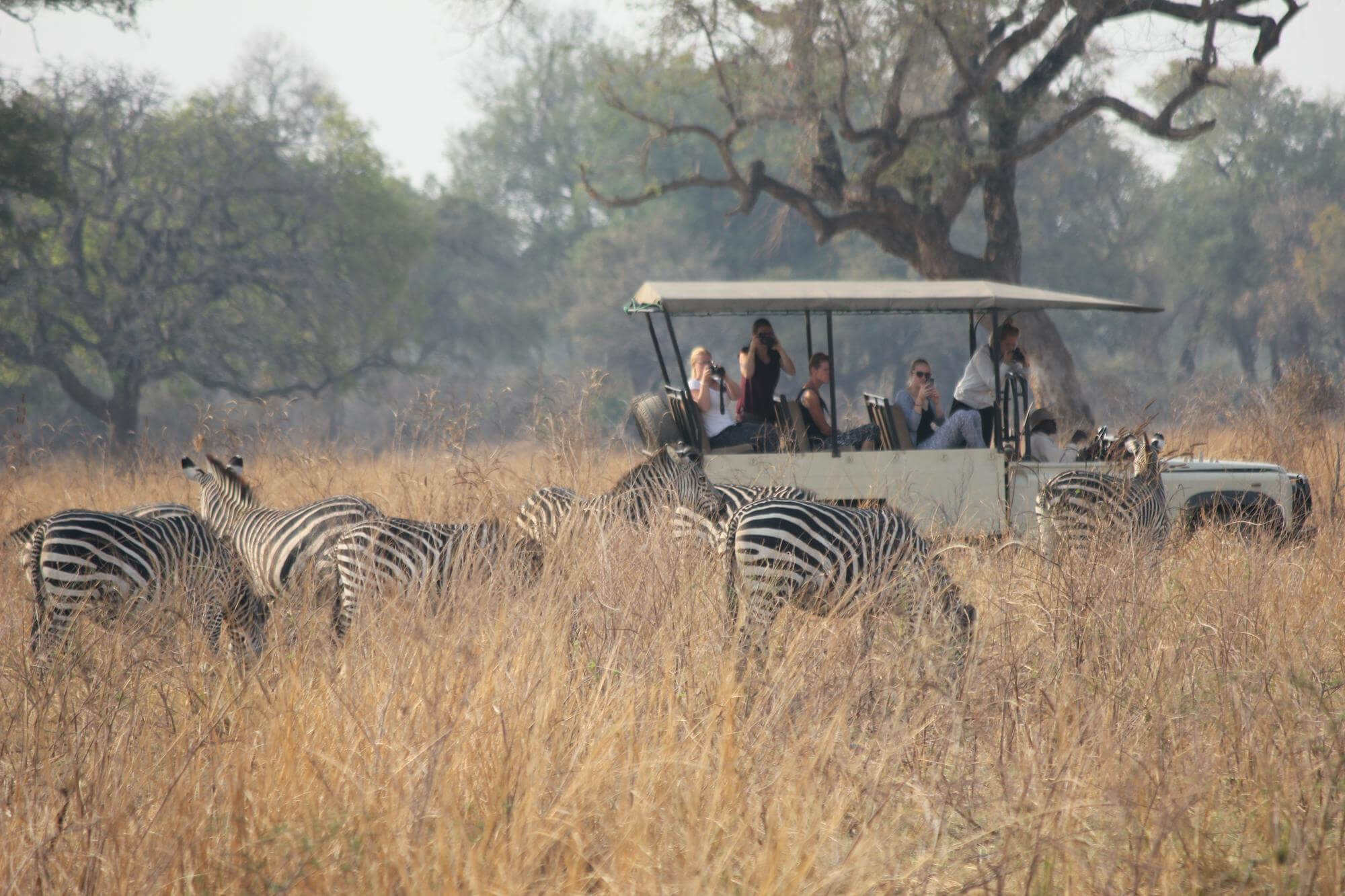 Tourists in a safari vehicle photographing a herd of zebra on a game drive in the Serengeti, Tanzania