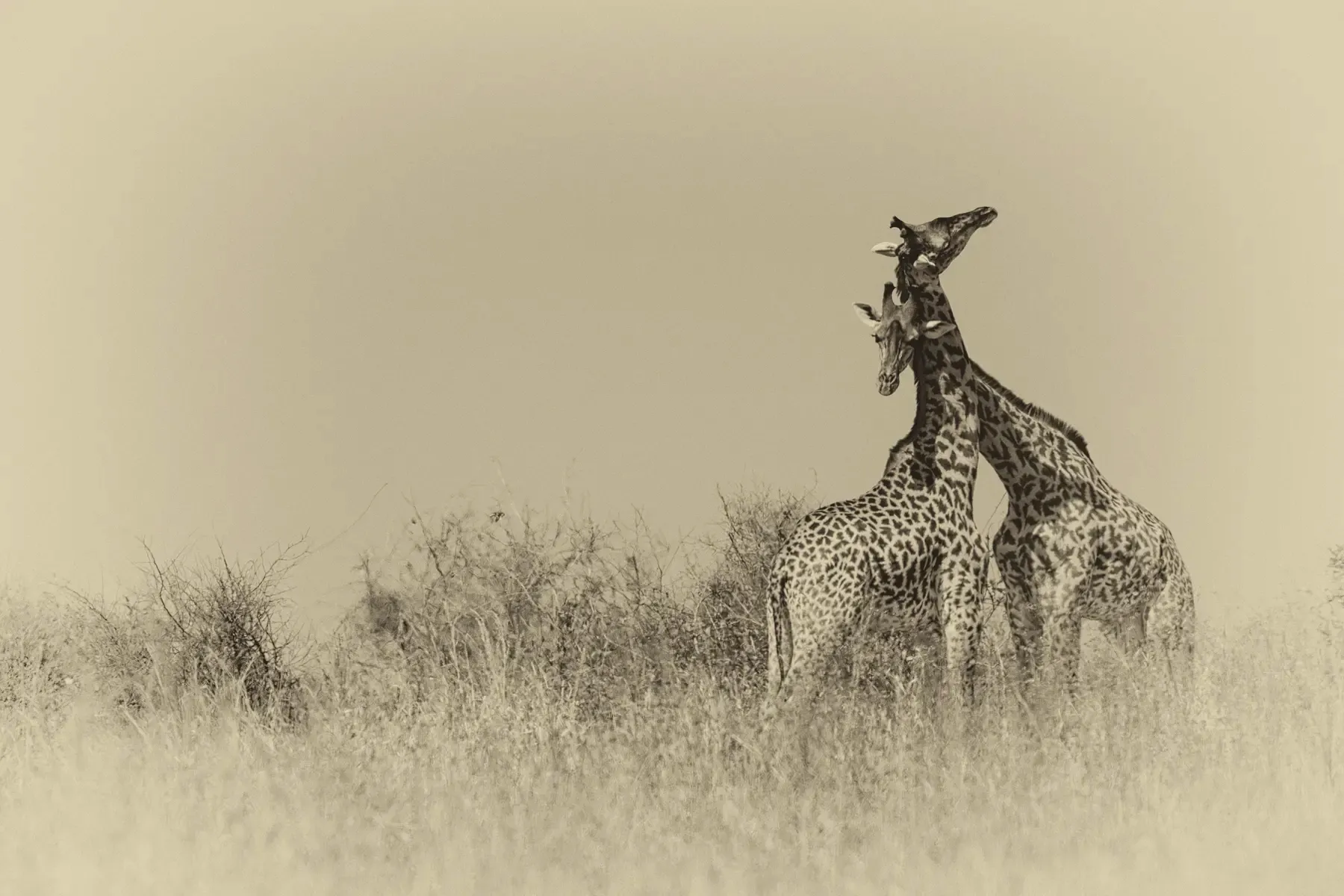 giraffes