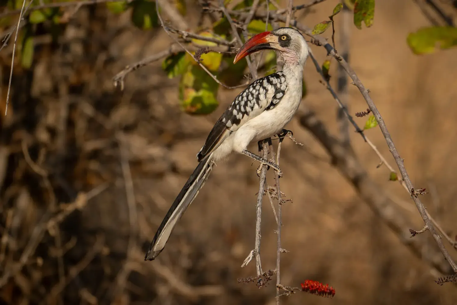 Red-billed hornbill perched on a tree branch during a Tanzania safari wildlife experience