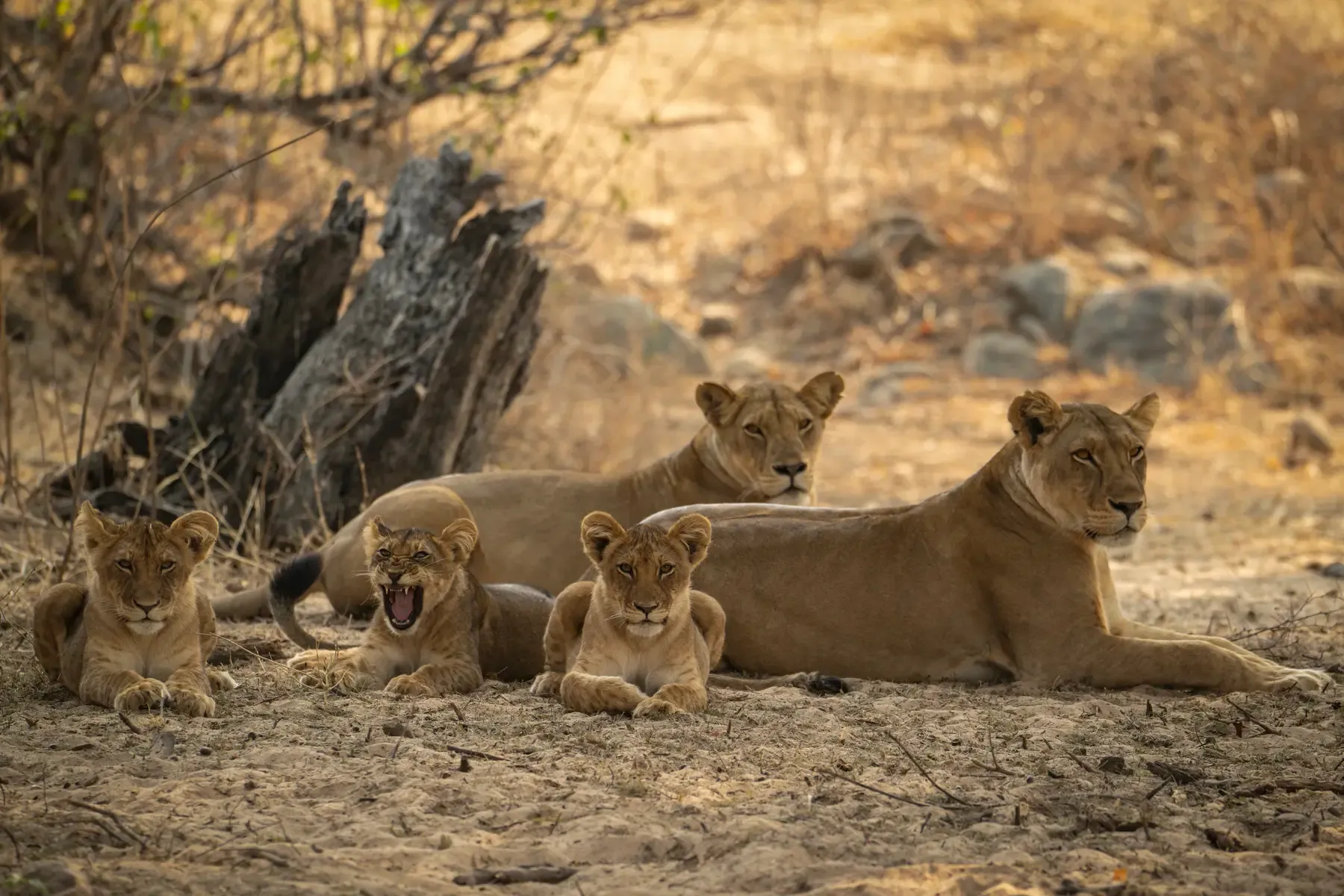 Lion pride with lionesses and cubs resting in the shade on the Serengeti, Tanzania