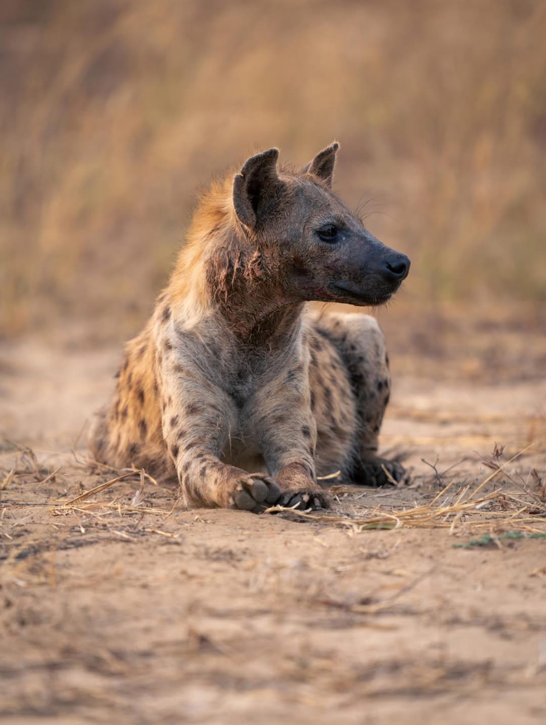 African-Wild-Dogs