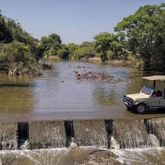 Safari vehicle beside a river full of hippos by a small weir in the Serengeti, Tanzania