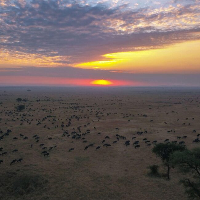 Herds of wildebeest crossing the Serengeti plains at sunrise during the great migration, Tanzania
