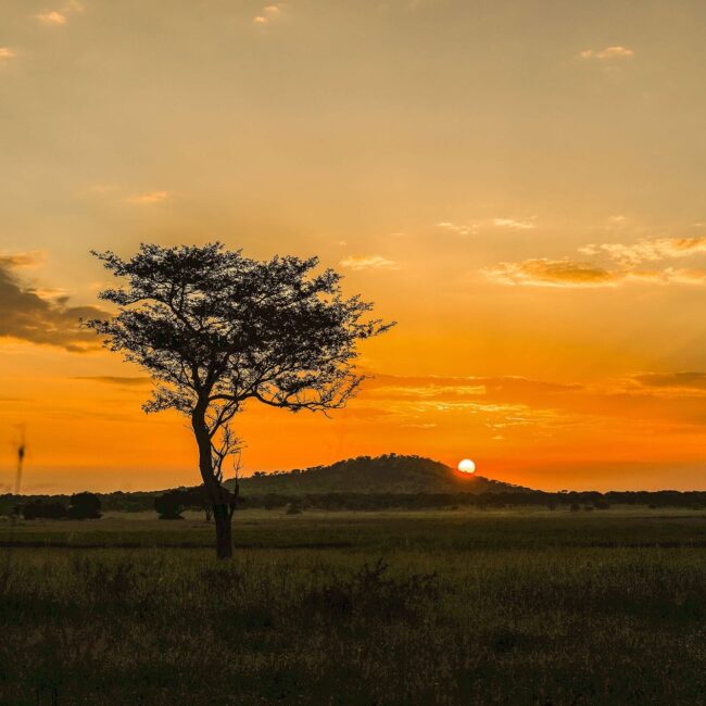 Lone acacia tree silhouetted against an orange sunset over the Serengeti plains, Tanzania