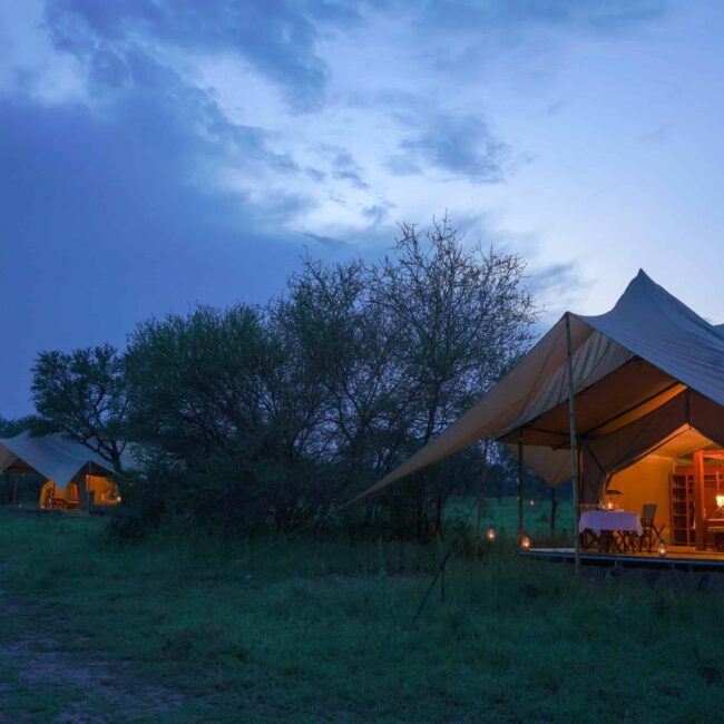 Luxury safari tents glowing at dusk in the Serengeti bush, Tanzania