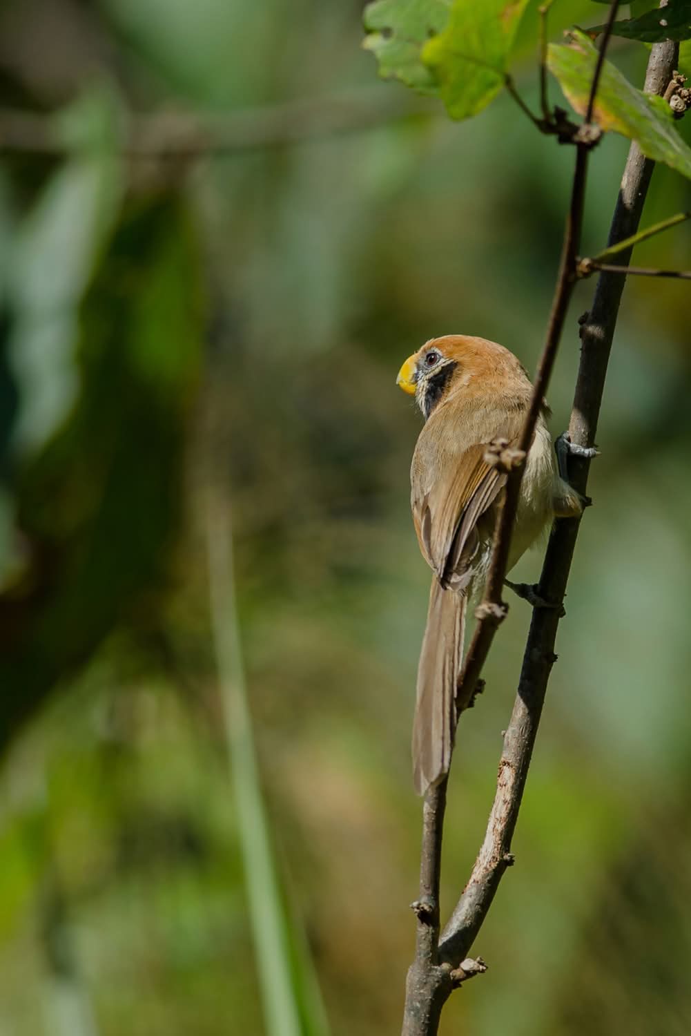birds-watching