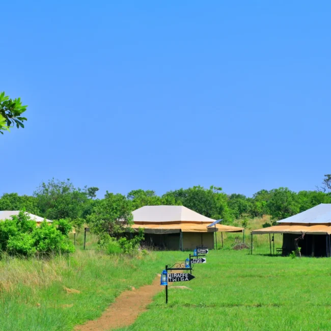 Luxury tented safari camp in the Serengeti with spacious canvas tents surrounded by lush grasslands in Tanzania.