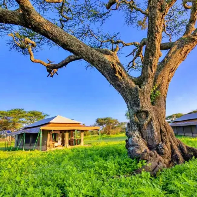Luxury safari tents beside a large acacia tree on green grassland in the Serengeti, Tanzania
