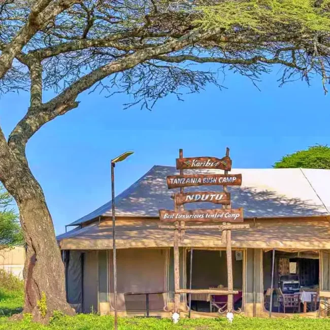 Exterior of Asanja Ndutu luxury tented camp under an acacia tree in the Serengeti, Tanzania