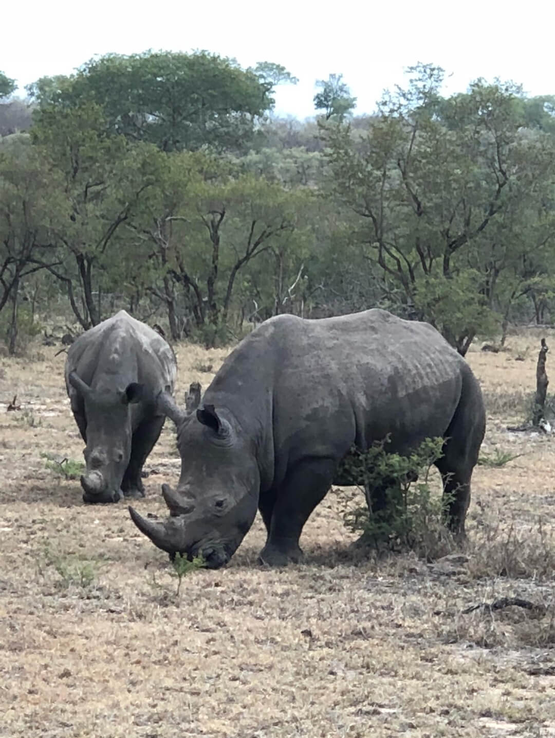 Rhino on savannah in national park of africa