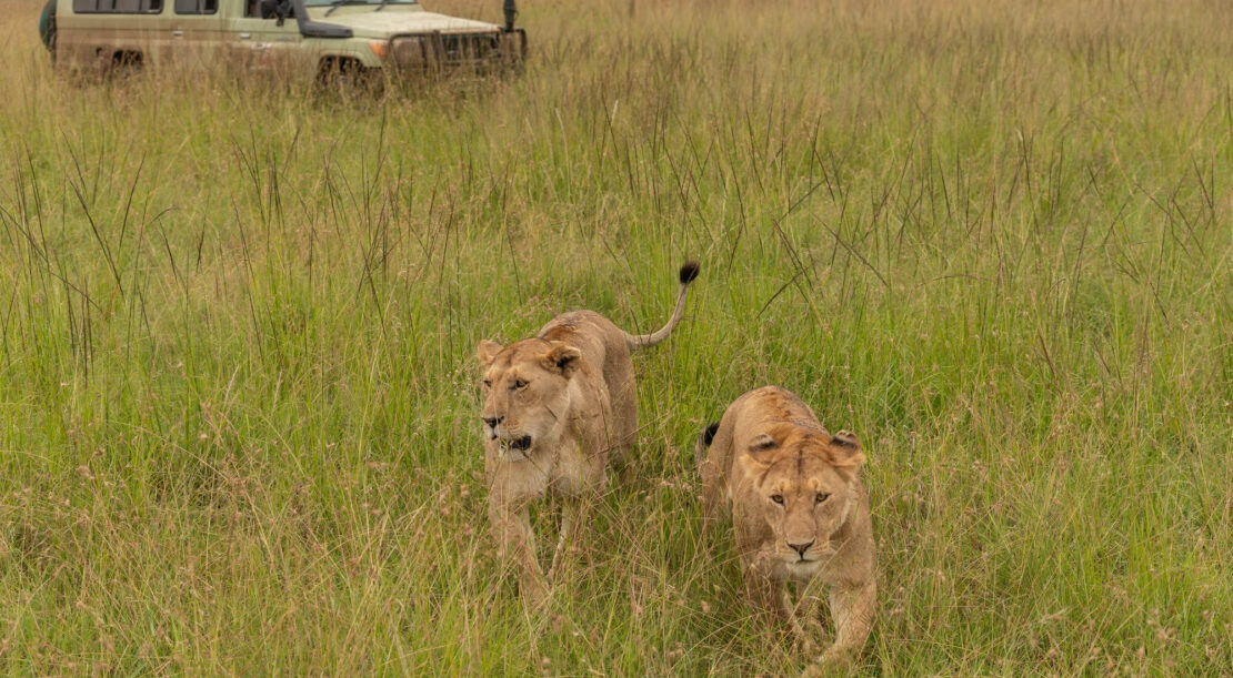 Big 5 Safari Africa: Best Places to See the Big Five