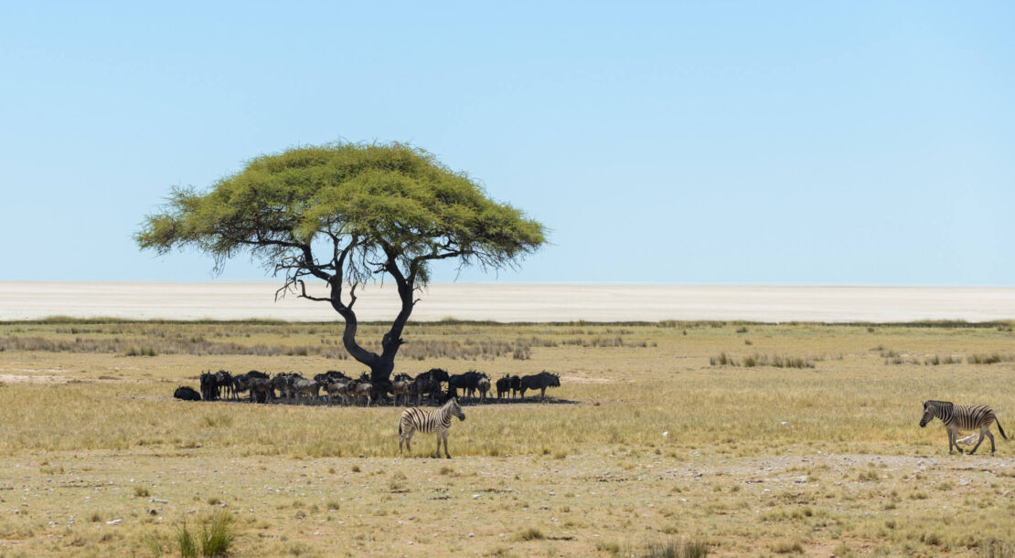 Tanzania’s Serengeti: A Complete Safari & Wildlife Guide in 2026