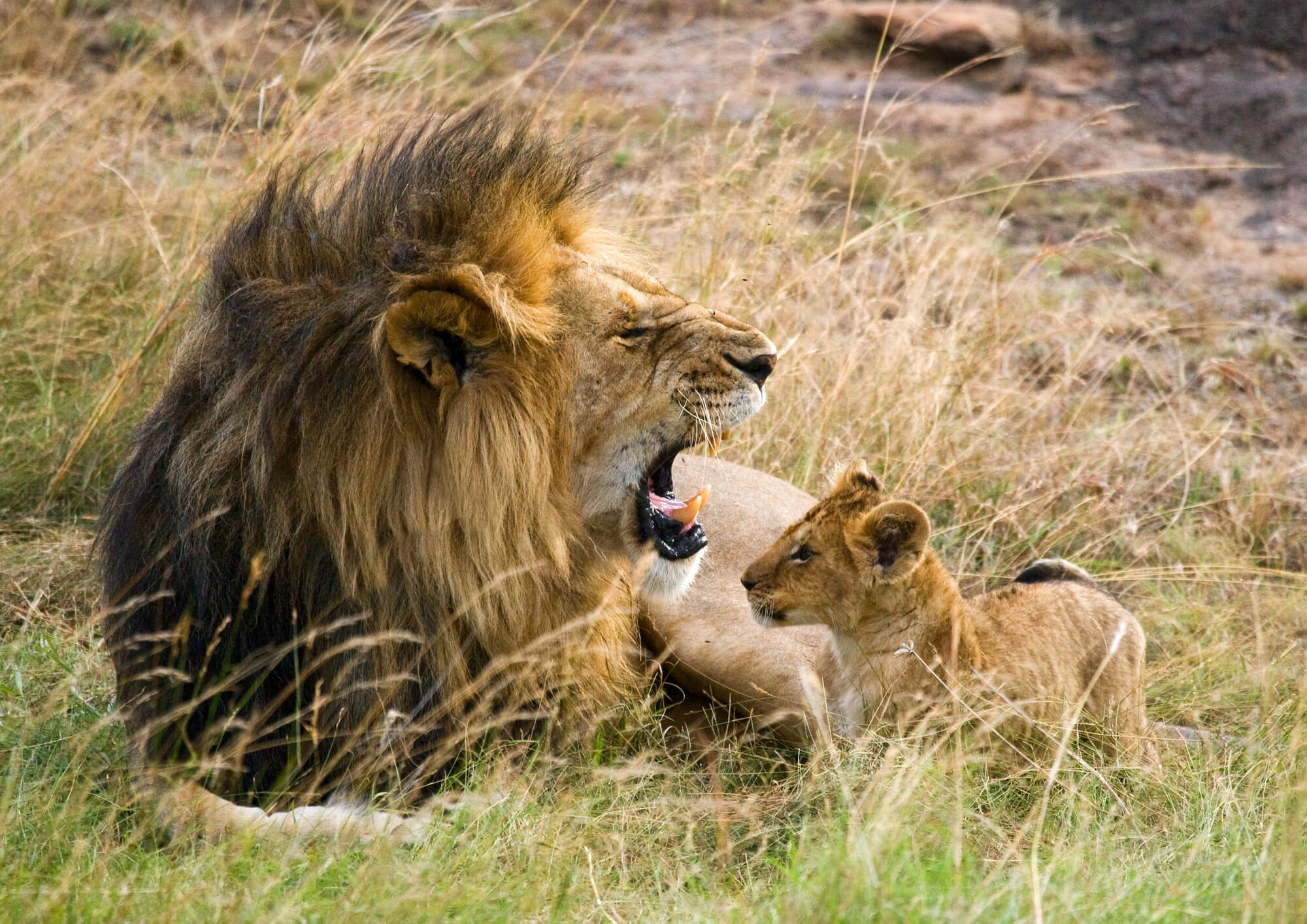 Lions resting together in the Serengeti grasslands of Tanzania